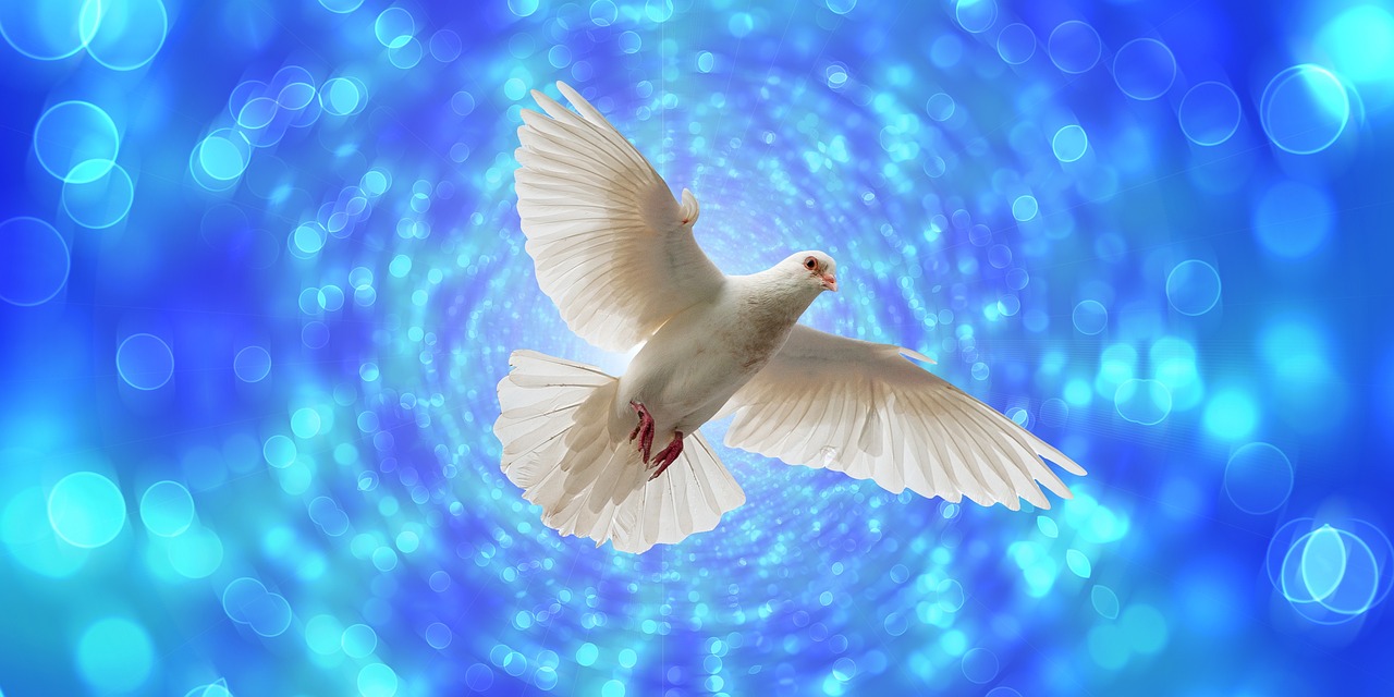 dove in flight